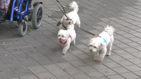 21 de julio, DÃ­a Internacional del Perro