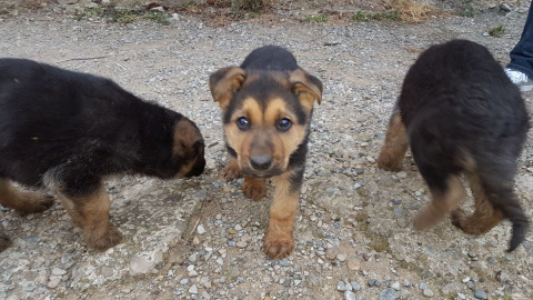 Cuatro cachorros abandonados./Twitter Cuatro cachorros abandonados./Twitter