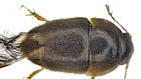 El diminuto escarabajo Phytotelmatrichis osopaddington. SINC El diminuto escarabajo Phytotelmatrichis osopaddington. SINC