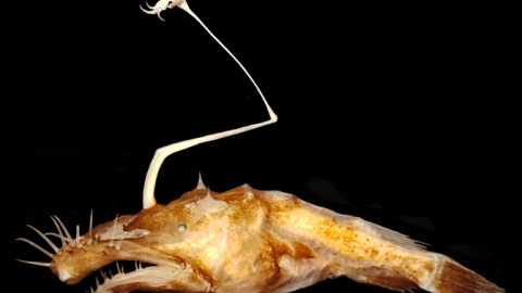 Pez rape Lasiognatus dinema Pez rape Lasiognatus dinema
