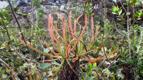 La planta carnívora Drosera magnifica. / Paulo Gonella La planta carnívora Drosera magnifica. / Paulo Gonella