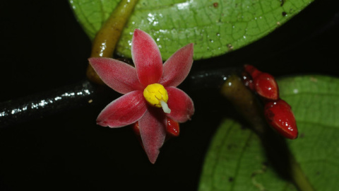 Sirdavidia solannona Sirdavidia solannona