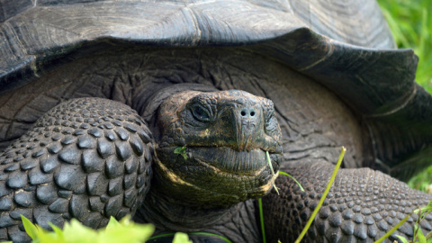 La tortuga de las Galápagos Chelonoidis donfaustoi. La tortuga de las Galápagos Chelonoidis donfaustoi.