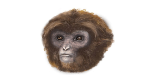 Reconstrucción de la apariencia de Pliobates cataloniae. / Marta Palmero (Instituto Catalán de Paleontología Miquel Crusafont) Reconstrucción de la apariencia de Pliobates cataloniae. / Marta Palmero (Instituto Catalán de Paleontología Miquel Crusafont)