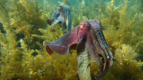 Sepia gigante en aguas australianas. / David Wiltshire