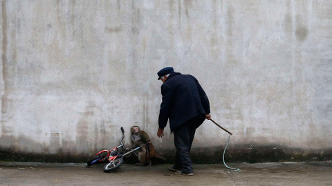 Un mono se encoge al ver acercarse a su entrenador en un circo en Suzhou. //  WILLIAM HONG (REUTERS)