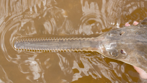 Los dientes de un joven pez sierra peine. / Florida Fish and Wildlife Conservation Commission (FWC) Los dientes de un joven pez sierra peine. / Florida Fish and Wildlife Conservation Commission (FWC)
