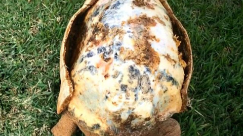 Las graves heridas del animal hacían que tuviese poca esperanza de vida.- Las graves heridas del animal hacían que tuviese poca esperanza de vida.-