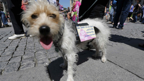 Un perro con un cartel contra  contra el TTIP en la marcha contra el acuerdo comercial entre EEUU y la UE y contra el G-7 en Múnich, ante la cumbre de los siete países más ricos del mundo que se celebrará el 7 y 8 de junio en Baviera. REUTE