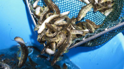 Los grupos ecologistas denuncian que el acuerdo no acaba con la sobrepesca. EFE Los grupos ecologistas denuncian que el acuerdo no acaba con la sobrepesca. EFE