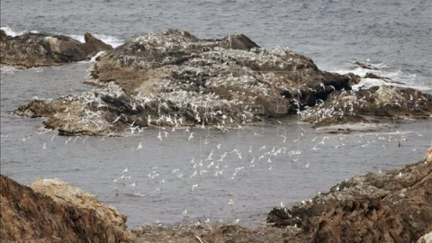 Gaviotas en el Cabo de Creus (Girona), integrado en la Red Natura 2000. EFE Gaviotas en el Cabo de Creus (Girona), integrado en la Red Natura 2000. EFE