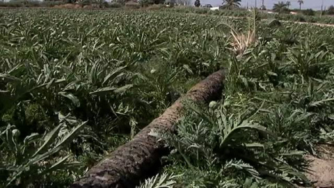 El viento toma Elche El viento toma Elche
