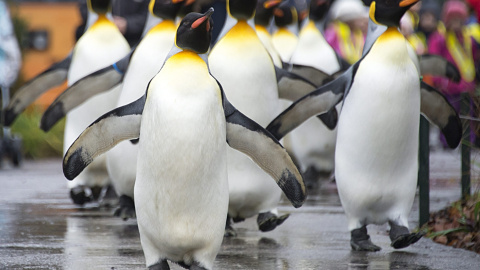 Un grupo de pingüinos marcha por el zoo de Basilea (Suiza). EFE/Georgios Kefalas Un grupo de pingüinos marcha por el zoo de Basilea (Suiza). EFE/Georgios Kefalas