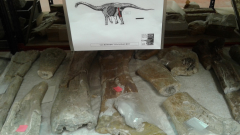 Huesos fósiles de saurópodo en el almacén-taller del yacimiento Lo Hueco en Cuenca. /M.R.E.