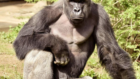 Harambe, un gorila de 17 años procedente del Zoo de Cincinati. REUTERS/Cincinnati