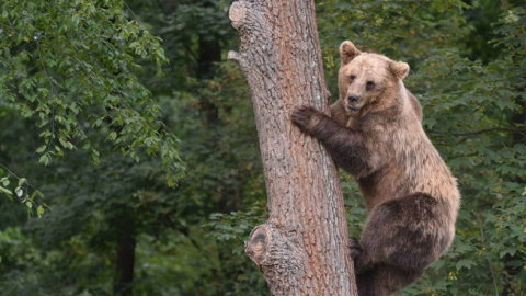 Un ejemplar de oso pardo. EFE (archivo) Un ejemplar de oso pardo. EFE (archivo)