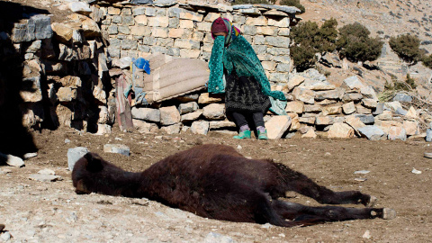 Una mujer llora junto al cuerpo de su burro, tras descubrir que éste ha muerto, en la región de Alto Atlas de Marruecos. /YOUSSEF BOUDLAL (REUTERS) Una mujer llora junto al cuerpo de su burro, tras descubrir que éste ha muerto, en la región de Alto Atlas de Marruecos. /YOUSSEF BOUDLAL (REUTERS)