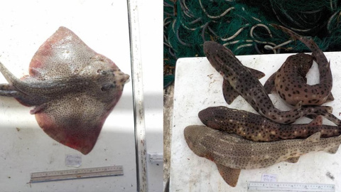 11/08/2022 Ejemplares de raya común ('Raja clavata', izquierda) y de dos especies de tiburones ('Scyliorhinus stellaris' y 'Scyliorhinus canicula', derecha), pescados en Los Freus, Formentera 11/08/2022 Ejemplares de raya común ('Raja clavata', izquierda) y de dos especies de tiburones ('Scyliorhinus stellaris' y 'Scyliorhinus canicula', derecha), pescados en Los Freus, Formentera