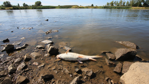 Peces muertos en el río Oder en el pueblo de Cigacice, al oeste de Polonia. La zona vive un desastre ecológico por la contaminación, agravada por la sequía. Peces muertos en el río Oder en el pueblo de Cigacice, al oeste de Polonia. La zona vive un desastre ecológico por la contaminación, agravada por la sequía.