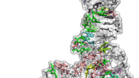 Representación de un ARN de transferencia, que forma parte de la maquinaria que traduce genes a proteínas.-PABLO DANS/ IRB BARCELONA Representación de un ARN de transferencia, que forma parte de la maquinaria que traduce genes a proteínas.-PABLO DANS/ IRB BARCELONA
