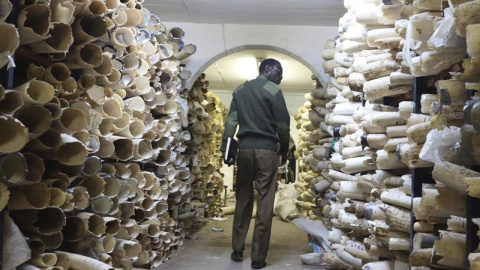 Un vigilante observa los miles de colmillos de elefantes de marfil incautados en el Parque Nacional de Zimbabue en Harare, Zimbabue. EFE/Str