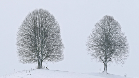 Dos árboles de pie en el paisaje cubierto de nieve cerca de Sumiswald en el valle Emmental (Suiza). EFE / EPA / PETER Klaunzer