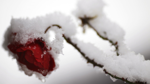 Una flor rosa cubierta de nieve en un jardín  de Hanau (Alemania) REUTERS / Kai Pfaffenbach