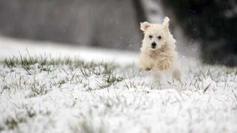 Un perro juega en la nieve en un parque en Nagykanizsa, al suroeste de Budapest (Hungría) EFE / EPA / GYORGY VARGA