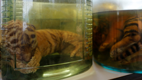Cadáveres de cachorros de tigres encontrados en recipientes con liquído en el templo del Tigre de Tailandia. REUTERS/Chaiwat Subprasom