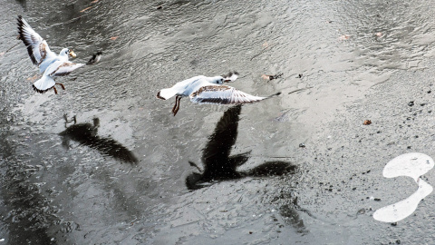 Unas gaviotas tratan de aterrizar en la superficie helada de un lago congelado en un parque en Praga (República Checa) EFE / EPA / FILIP SINGER