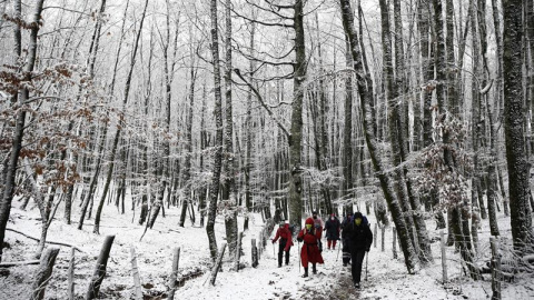 Varias personas caminan por un bosque de hayas en el alto de Mezkiritz, Navrarra (España). EFE/Jesús Diges