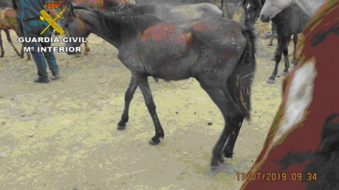 Estado de uno de los caballos rescatados. GUARDIA CIVI/SEPRONA Estado de uno de los caballos rescatados. GUARDIA CIVI/SEPRONA