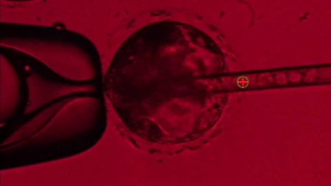 Científicos de EEUU buscan crear órganos humanos en cerdos. Ross/UC Davis Científicos de EEUU buscan crear órganos humanos en cerdos. Ross/UC Davis