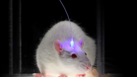Ratón preparado para un experimento de optogenética, en el que las neuronas se activan y desactivan con pulsos de luz. /UNIVERSIDAD DE STANFORD Ratón preparado para un experimento de optogenética, en el que las neuronas se activan y desactivan con pulsos de luz. /UNIVERSIDAD DE STANFORD