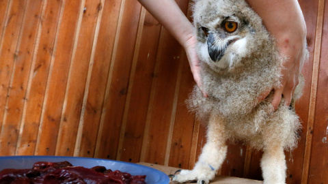 Un empleado de zoo alimenta a un búho real de 3 semanas de edad en Krasnodar, Rusia. REUTERS/Ilya Naymushin