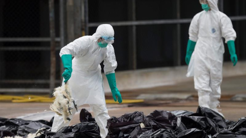 Trabajadores con trajes de protección sacrifican pollos en el mercado de aves de Cheung Sha Wan en Hong Kong tras la paralización de  la venta de aves vivas, al detectar muestras del virus H7N9, potencialmente letal en humanos, en restos fe