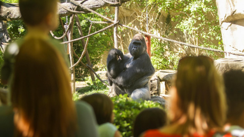 El zoo de Cincinnati ha vuelto abrir al público la zona donde se exhiben gorilas tras la muerte de uno de estos animales cuando un niño cayó al foso de los mismos el pasado 28 de mayo y los trabajadores tuvieron que disparar para salvar al 