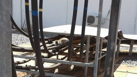 El mono sobre el transformador de la planta keniana de Gitaru, que provó un apagón en todo el país africano. El mono sobre el transformador de la planta keniana de Gitaru, que provó un apagón en todo el país africano.