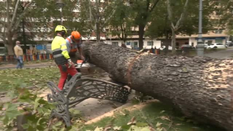 La borrasca Bernard tira 200 árboles en Córdoba La borrasca Bernard tira 200 árboles en Córdoba