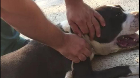 La Guardia Civil auxilia al perro que agonizaba en Guillena (Sevilla) | Europa Press La Guardia Civil auxilia al perro que agonizaba en Guillena (Sevilla) | Europa Press