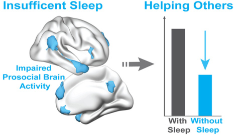 Un estudio de este año de la Universidad de California en Berkeley demuestra que la falta de sueño reduce el deseo de ayudar a los demás, debido a una caída de la actividad de la red prosocial del cerebro Un estudio de este año de la Universidad de California en Berkeley demuestra que la falta de sueño reduce el deseo de ayudar a los demás, debido a una caída de la actividad de la red prosocial del cerebro