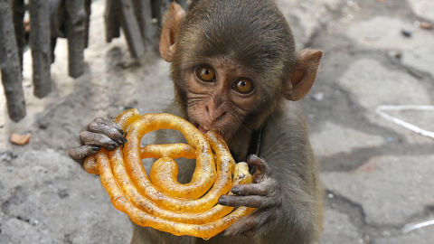 Un mono come un dulce Jalebi  en Calcuta, India. REUTERS/Rupak De Chowdhuri