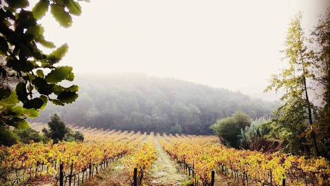 Vinyes del celler Torres de Selma, a l'Alt Camp. TORRES DE CELMA Vinyes del celler Torres de Selma, a l'Alt Camp. TORRES DE CELMA