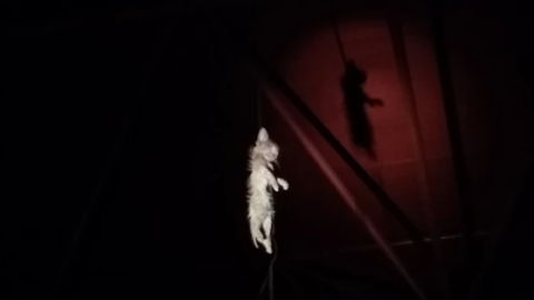Un gato aparece apaleado y colgado de una soga en plena vía pública en Madrid Un gato aparece apaleado y colgado de una soga en plena vía pública en Madrid