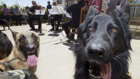 Los perros, durante el concierto. EFE/Mariam A. Montesinos Los perros, durante el concierto. EFE/Mariam A. Montesinos