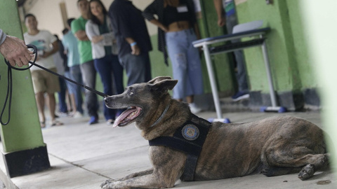 Un perro rastreador mientras la gente espera en la fila para emitir sus votos en el centro de votación en Río de Janeiro, Brasil, el 28 de octubre de 2018. REUTERS / Ricardo Moraes / Pool