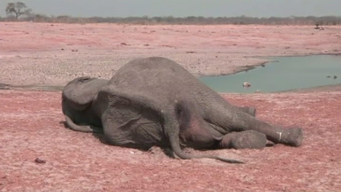 La Tierra ha perdido el 60% de sus animales salvajes en 44 años La Tierra ha perdido el 60% de sus animales salvajes en 44 años