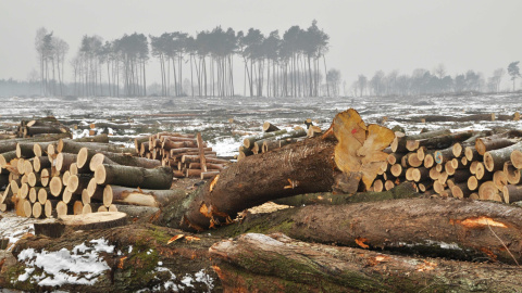 El 20% de la Amazonía ha disminuido durante el periodo del estudio. WWF El 20% de la Amazonía ha disminuido durante el periodo del estudio. WWF