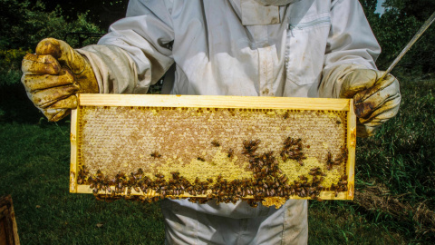 Los polinizadores como las abejas están bajo creciente amenaza. WWF Los polinizadores como las abejas están bajo creciente amenaza. WWF