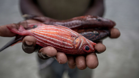 Pescador con peces en sus manos, Mafamede, Mozambique. WWF Pescador con peces en sus manos, Mafamede, Mozambique. WWF